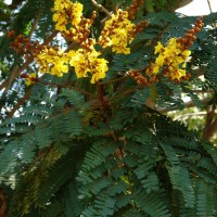 Peltophorum pterocarpum (DC.) Backer ex K.Heyne
